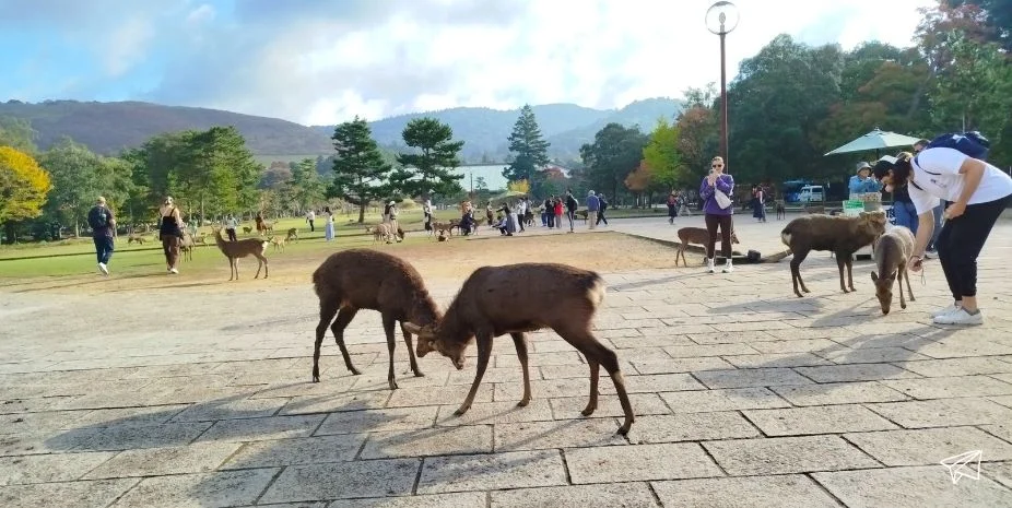 parque nara
