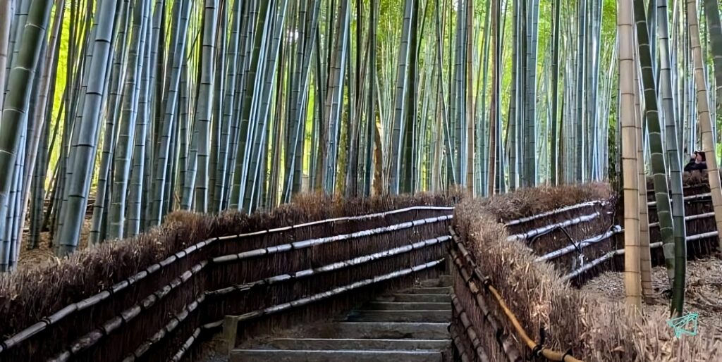 Bosque de Arashiyama