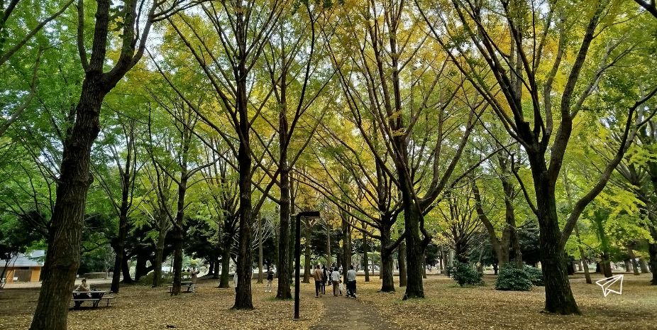 parque yoyogui