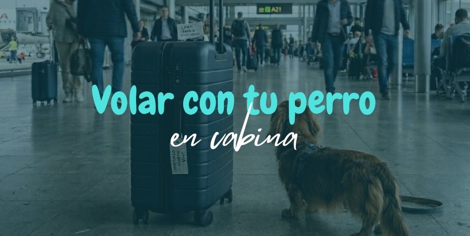 viajar en avión con perros